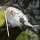 Image for article titled A mass die-off of sea creatures is taking place off the coast of Singapore